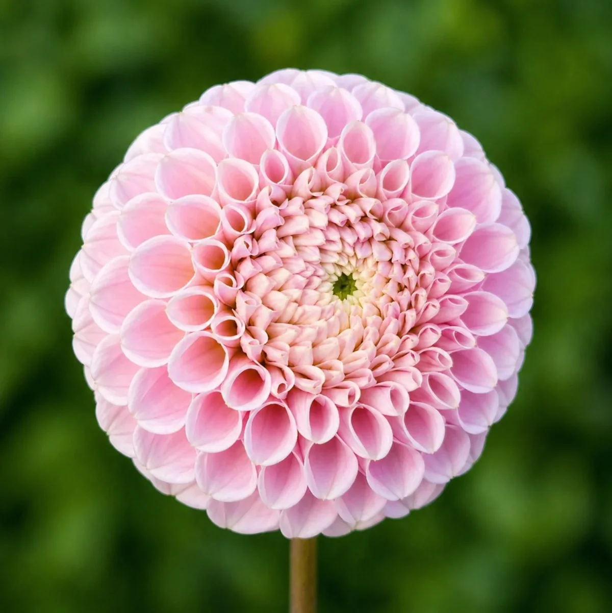 20th Ave Delicada dahlia — community photo