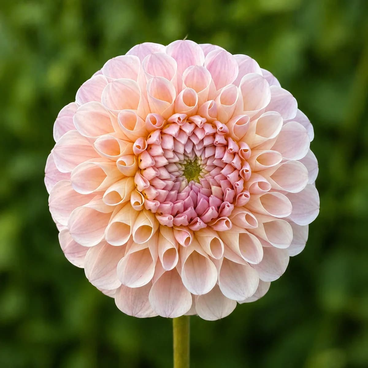 20th Ave Memory dahlia — community photo