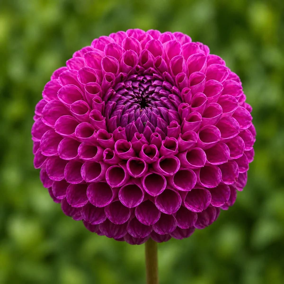 20th Ave Morning Mist dahlia — community photo