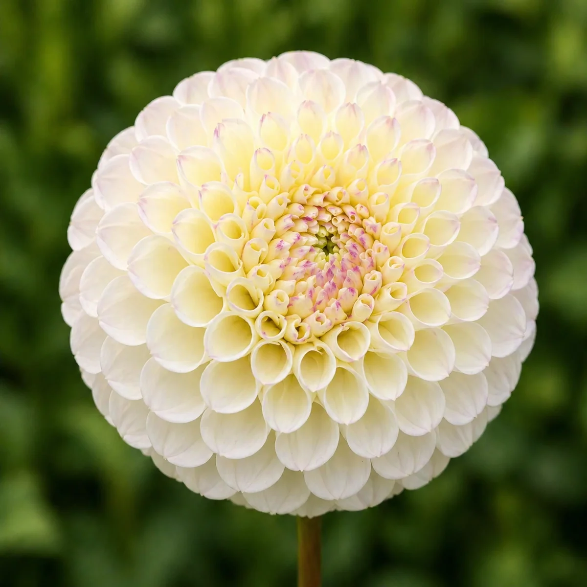 20th Ave Tradition dahlia — community photo